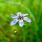 Micro Flower