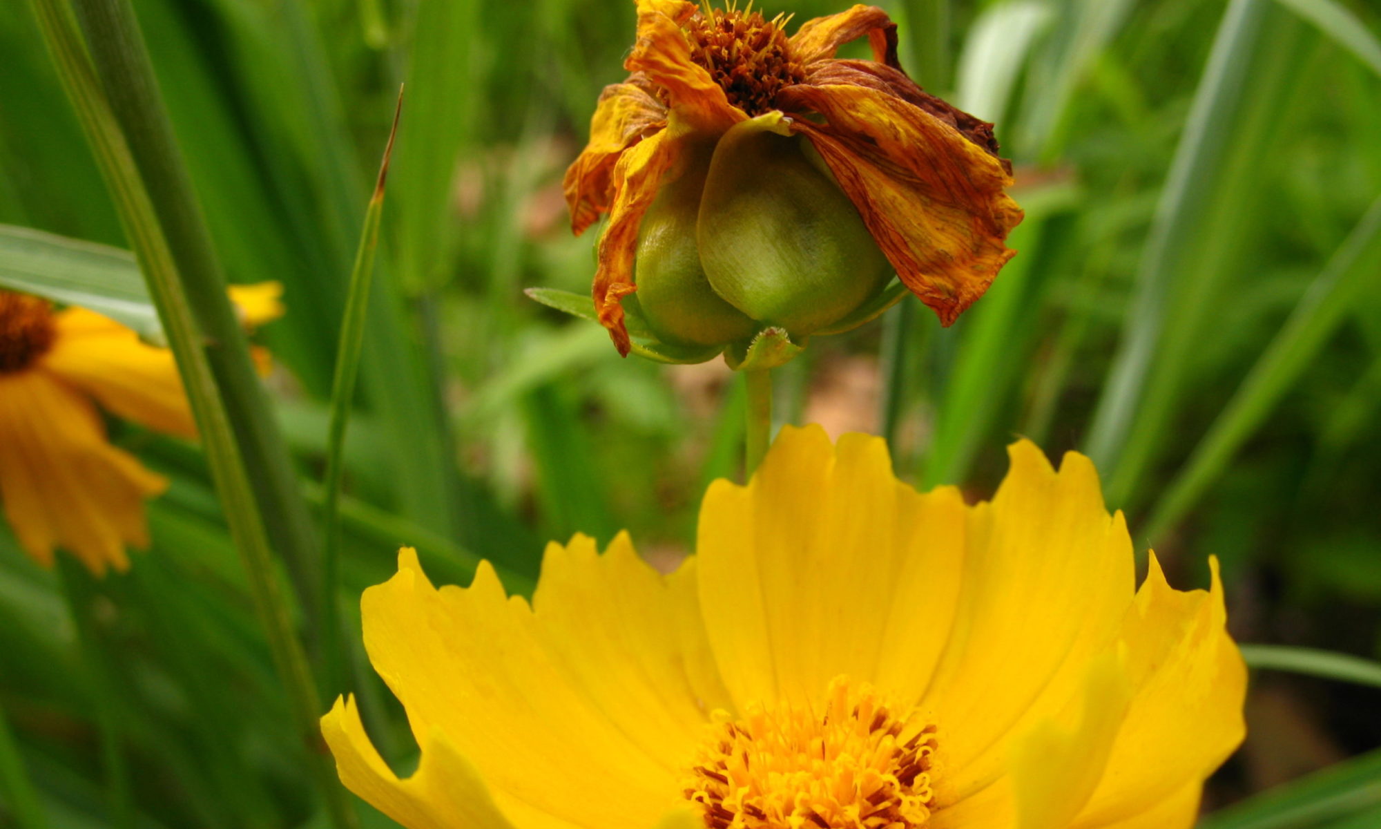 Rose Mob Grill Food Truck • Renee Sinacola Design